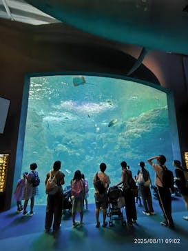 新江ノ島水族館に投稿された画像（2025/8/11）
