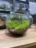 Terrariums メトロ・エム後楽園店に投稿された画像（2025/8/11）