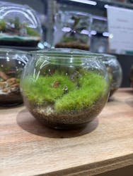 Terrariums メトロ・エム後楽園店に投稿された画像（2025/8/11）