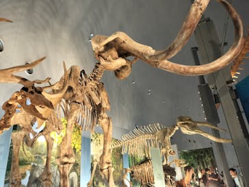 福井県立恐竜博物館に投稿された画像（2025/8/11）