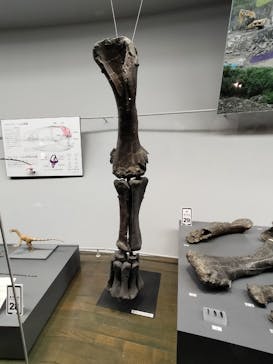 福井県立恐竜博物館に投稿された画像（2025/8/11）