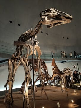 福井県立恐竜博物館に投稿された画像（2025/8/11）
