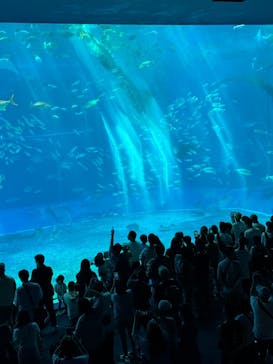 沖縄美ら海水族館に投稿された画像（2025/8/11）