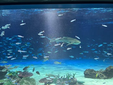 サンシャイン水族館に投稿された画像（2025/8/11）