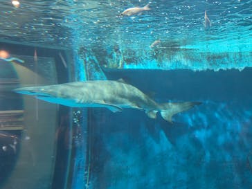 しながわ水族館に投稿された画像（2025/8/11）