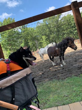 ノーザンホースパークに投稿された画像（2025/8/11）