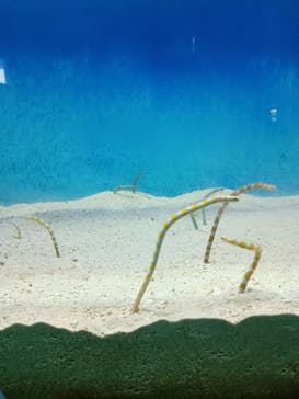 大分マリーンパレス水族館 「うみたまご」に投稿された画像（2025/8/11）