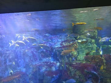 大分マリーンパレス水族館 「うみたまご」に投稿された画像（2025/8/11）