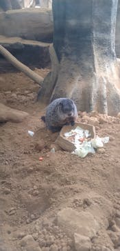 那須どうぶつ王国に投稿された画像（2025/8/11）