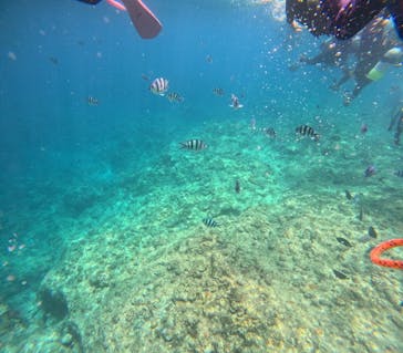 沖縄マリンサービス碧に投稿された画像（2025/8/11）