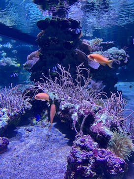 すみだ水族館に投稿された画像（2025/8/11）