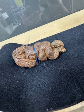 最強王図鑑フェスティバル in 東京タワーに投稿された画像（2025/8/11）