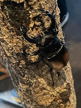 JOYPOLIS 特別イベントスペースに投稿された画像（2025/8/11）