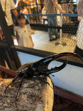 JOYPOLIS 特別イベントスペースに投稿された画像（2025/8/11）