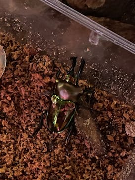 JOYPOLIS 特別イベントスペースに投稿された画像（2025/8/11）