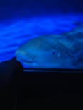 新江ノ島水族館に投稿された画像（2025/8/11）