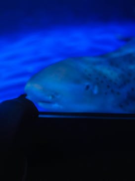 新江ノ島水族館に投稿された画像（2025/8/11）