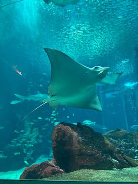 マリンワールド海の中道に投稿された画像（2025/8/11）