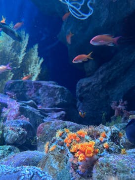 マリンワールド海の中道に投稿された画像（2025/8/11）