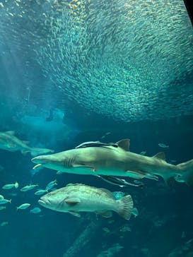 マリンワールド海の中道に投稿された画像（2025/8/11）