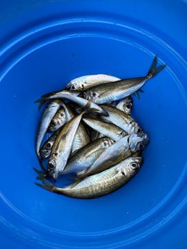 城崎マリンワールドに投稿された画像（2025/8/11）