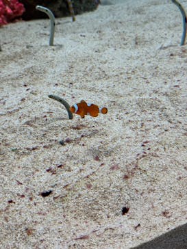 城崎マリンワールドに投稿された画像（2025/8/11）