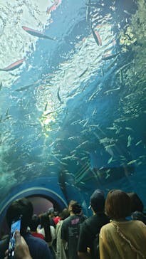 滋賀県立琵琶湖博物館に投稿された画像（2025/8/11）