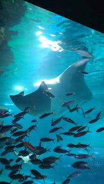 マクセル アクアパーク品川に投稿された画像（2025/8/11）