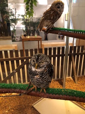 Moff animal cafe イオンモール幕張新都心店に投稿された画像（2025/8/11）