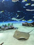 サンシャイン水族館に投稿された画像（2025/8/11）