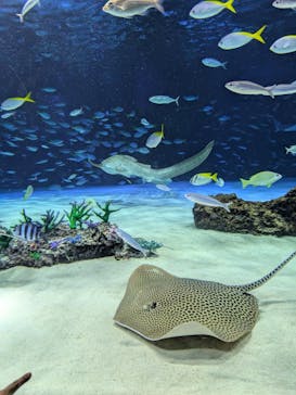 サンシャイン水族館に投稿された画像（2025/8/11）