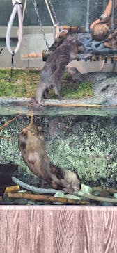 サンシャイン水族館に投稿された画像（2025/8/11）