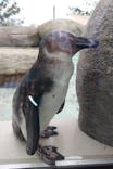 仙台うみの杜水族館に投稿された画像（2025/8/11）