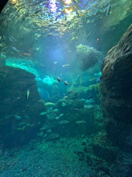 新江ノ島水族館に投稿された画像（2025/8/11）