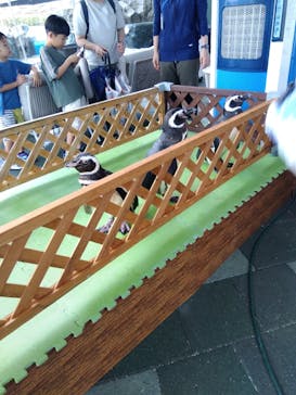 大分マリーンパレス水族館 「うみたまご」に投稿された画像（2025/8/11）