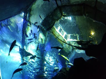 大分マリーンパレス水族館 「うみたまご」に投稿された画像（2025/8/11）