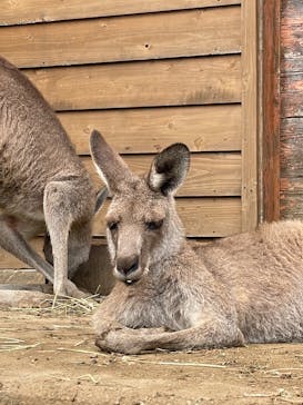 那須どうぶつ王国に投稿された画像（2025/8/11）