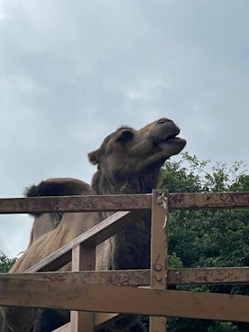 那須どうぶつ王国に投稿された画像（2025/8/11）