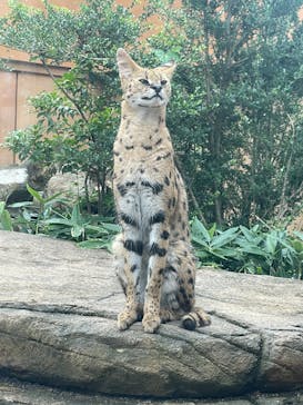 那須どうぶつ王国に投稿された画像（2025/8/11）