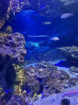 京都水族館に投稿された画像（2025/8/11）