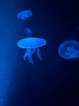 京都水族館に投稿された画像（2025/8/11）