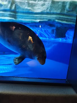 サンシャイン水族館に投稿された画像（2025/8/11）