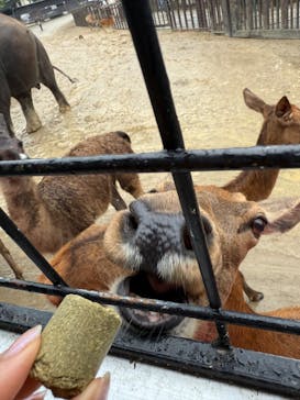 那須サファリパークに投稿された画像（2025/8/11）