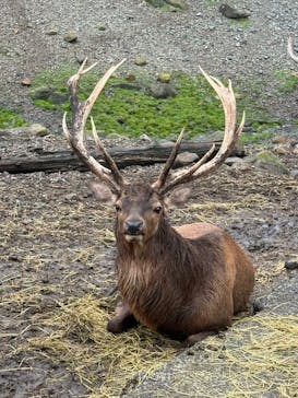 那須サファリパークに投稿された画像（2025/8/11）