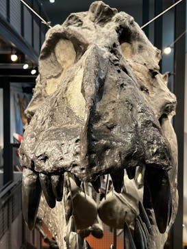 福井県立恐竜博物館に投稿された画像（2025/8/11）