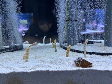 すみだ水族館に投稿された画像（2025/8/11）