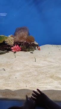 城崎マリンワールドに投稿された画像（2025/8/11）