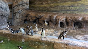 しながわ水族館に投稿された画像（2025/8/11）