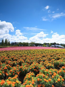 牧歌の里に投稿された画像（2025/8/11）