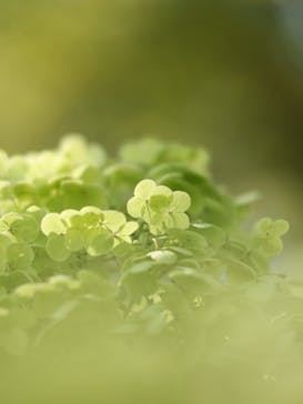 牧歌の里に投稿された画像（2025/8/11）